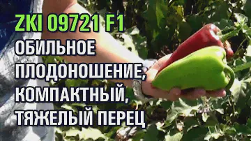ПЕРЕЦ ZKI 09721 F1 - ОБИЛЬНОЕ ПЛОДОНОШЕНИЕ, КОМПАКТНЫЙ, ПЛОТНЫЙ, ТЯЖЕЛЫЙ ГИБРИД (17-07-2019)