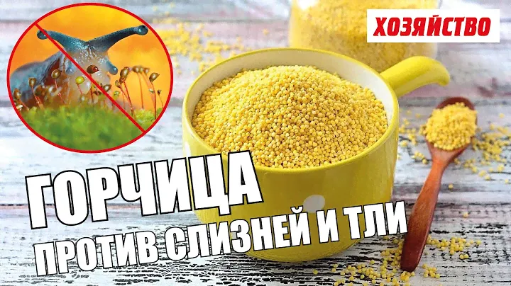 Горчица против слизней, тлей и других садовых вредителей