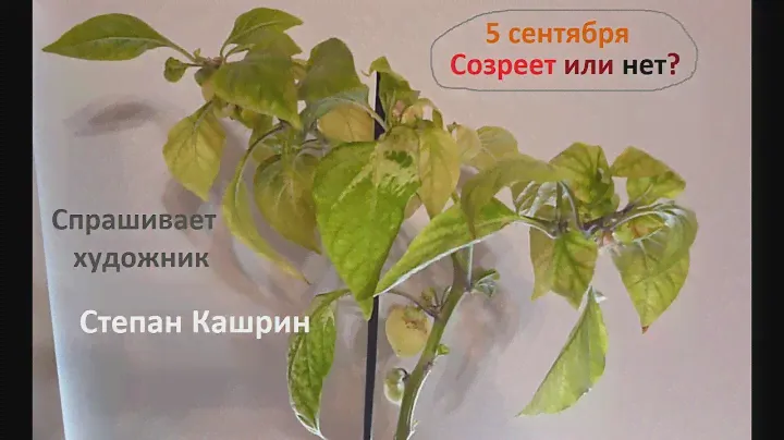 Перцы осенью созреют?