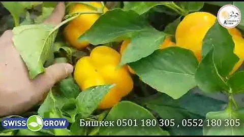 ПРЕМЬЕР ПЕРЕЦ (Сладкий)