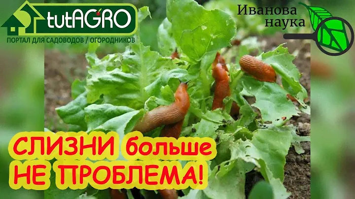 ВОТ СРЕДСТВО ПРОТИВ СЛИЗНЕЙ! Запаситесь им и оно поможет защитить сад и огород от хвори и шкоды.